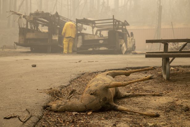 미 캘리포니아의 베리 크릭 지역에서 산불로 죽은 사슴.  /EPA 연합뉴스